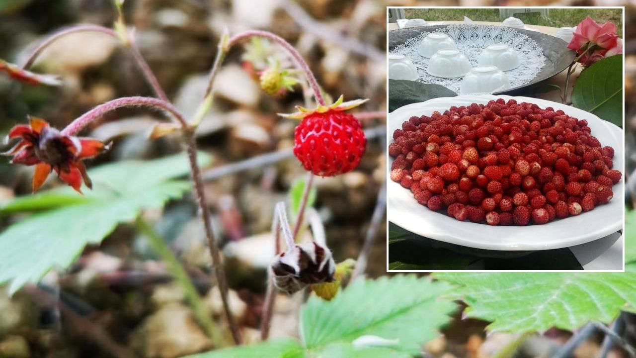 Doğanın Kalbinden Gelen Tat Düzce’nin Dağ Çileği Lezzetiyle Büyülüyor