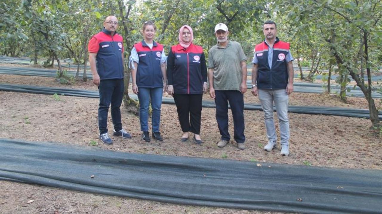 Fındıkta Hasat Filesi Çiftçilerin Yüzünü Güldürdü