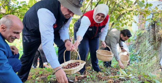 Düzce’de ”Kestane Hasat Şenliği” Coşkusu