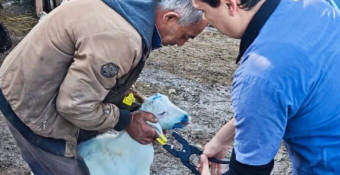 Gökçeağaç’ta Küçükbaş Hayvanlara Küpe Uygulaması Yapıldı