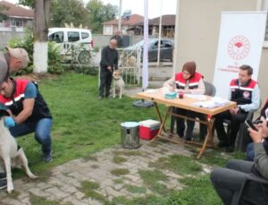 Düzce’de 13 Binden Fazla Kedi ve Köpek Mikroçip ile Kayıt Altına Alındı