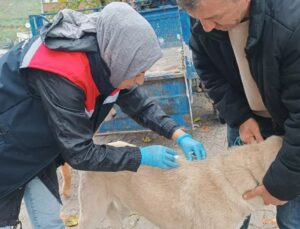 Yığılca’da Veteriner Hekimler Sahada