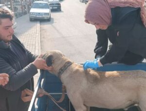 Yığılca’da Sahipli Hayvanlara Kimliklendirme ve Kuduz Aşısı Uygulaması Sürüyor