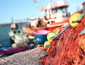 Akçakoca Sahilleri Balıkçılarla Şenlendi