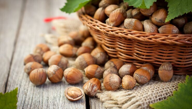 Düzce’de Fındık Piyasasında Hareketlilik Sürüyor