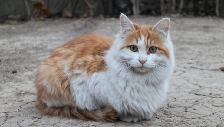 Düzce’den Dünyaya Mama: İhracatta Yeni Kalem 9 Ayda Bin 384 Tonu Aştı