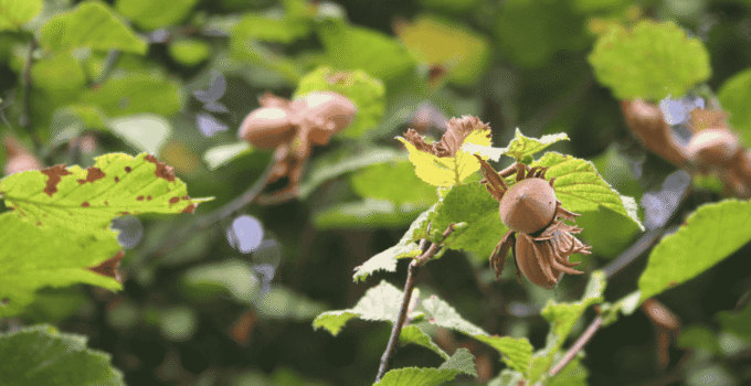 11 Aralık Fındık Fiyatları Düzce’de Güncellendi
