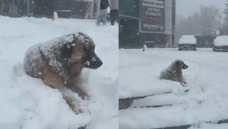 Düzce’de Kar Altında Sessiz Bekleyiş: Sokak Hayvanları Yardım Bekliyor