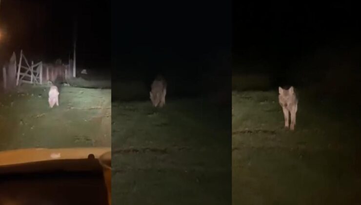 Akçakoca’da Korkutan Anlar: Aç Kalan Kurt Köy Merkezine İndi