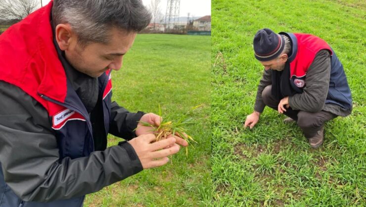 Düzce’de 2026 Üretim Sezonu İçin Fenolojik Gözlemler Devam Ediyor