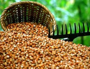 Düzce’de Fındık Fiyatları Düşüşte: Üretici Endişeli !