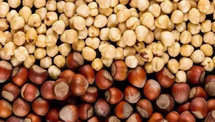 Fındıkta Düzce Alarmı: Serbest Piyasa Fiyatları Geriledi