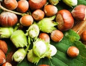 Düzce’de Fındık Fiyatları Yükselişte: 7 Nisan Verileri Açıklandı