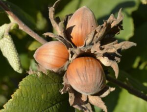 Düzce’de Fındık Fiyatları Ne Kadar?