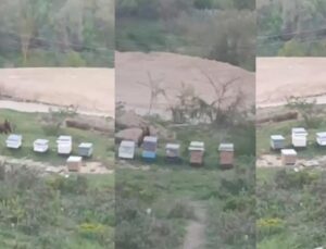 Cumayeri’nde Ayı Alarmı: Arı Kovanlarının Yanına Kadar İndi