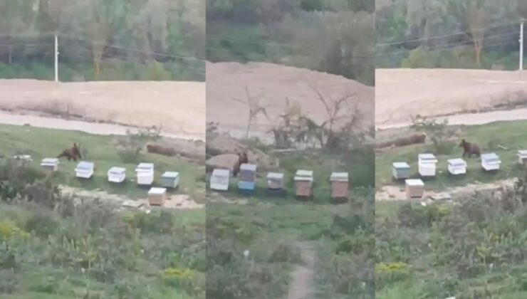 Cumayeri’nde Ayı Alarmı: Arı Kovanlarının Yanına Kadar İndi