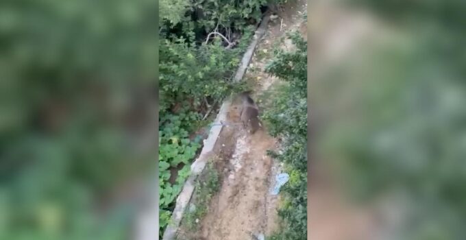 Çilimli’de Yerleşim Yerine Ayı İndi: Vatandaşlardan Önlem Çağrısı